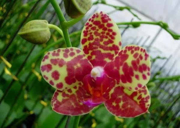 漂亮的蝴蝶蘭大全，顏色各異、姿態萬千