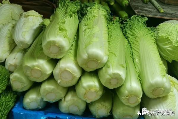 漫談起源於中國的蔬菜