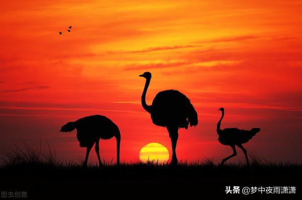 孤獨的落幕，摩羯座