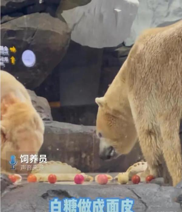 北極熊過大年，也吃上餃子啦！網友：給熊哥把酒滿上，越喝越有