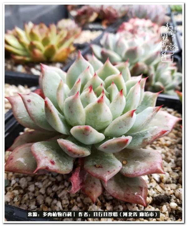 多肉的前世今生——論那些多肉的變化