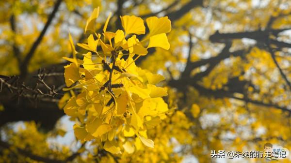 江淮著名的千年古剎 位於國家歷史文化名城 是安徽最美銀杏觀賞地 江淮著名的千年古剎 位於國家歷史文化名城 是安徽最美銀杏觀賞地