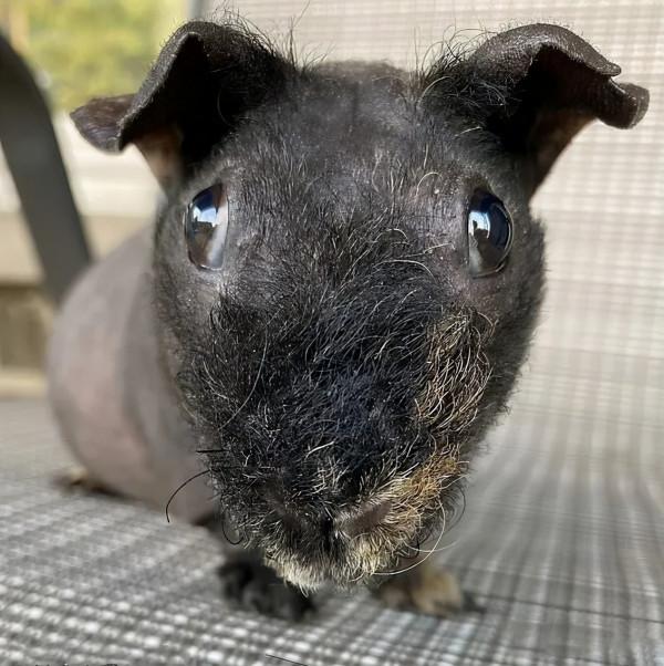 女子起床後發現劉海沒了，瞄了一眼客廳：原來是你這隻小可愛乾的