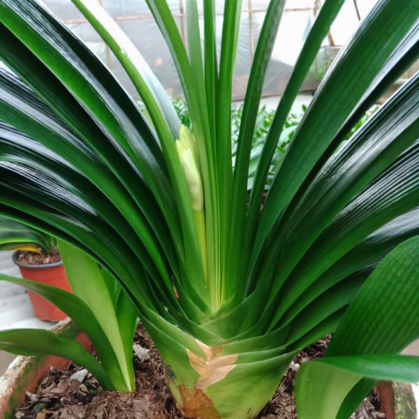 5種“漂亮花”，冬天價值大，趕快帶回家，花枝招展“好兆頭”