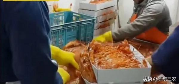 漁民在大海捕撈,下一次海能撈100多噸魚蝦上船立即冰凍,真賺錢 漁民在大海捕撈,下一次海能撈100多噸魚蝦上船立即冰凍,真賺錢