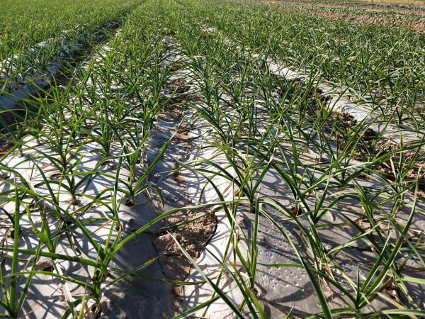 大蒜要想產量高,播種技巧別忽略,3個方面要做對 大蒜要想產量高,播種技巧別忽略,3個方面要做對