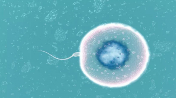 300億元超級大市場!每年約30萬名試管嬰兒誕生,費用10萬元起? 300億元超級大市場!每年約30萬名試管嬰兒誕生,費用10萬元起?