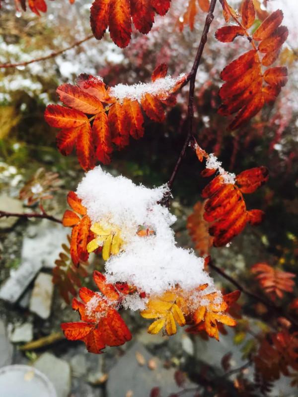 「甘海子」高山牧場,霧凇奇景 「甘海子」高山牧場,霧凇奇景