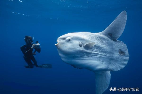 德國人:這也叫飛機?法國佬:不準笑,這是我們的翻車魚戰鬥機 德國人:這也叫飛機?法國佬:不準笑,這是我們的翻車魚戰鬥機