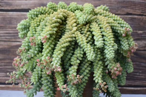 養多肉玉墜，管理注意4點，分枝多葉飽滿，更旺盛繁茂