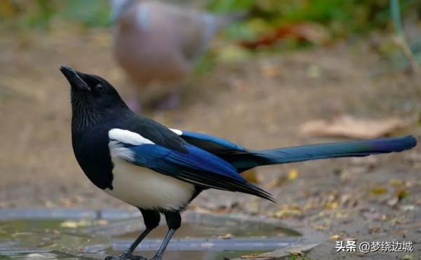 在建房高手面前,人不如鵲 在建房高手面前,人不如鵲