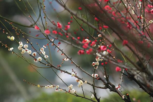 散文|葉 梅:江南梅花三品 散文|葉 梅:江南梅花三品