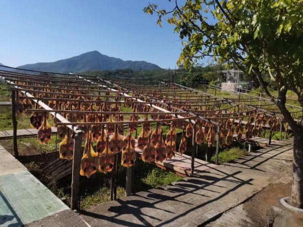 橫河臘味又飄香 直播助力土特產“變現”