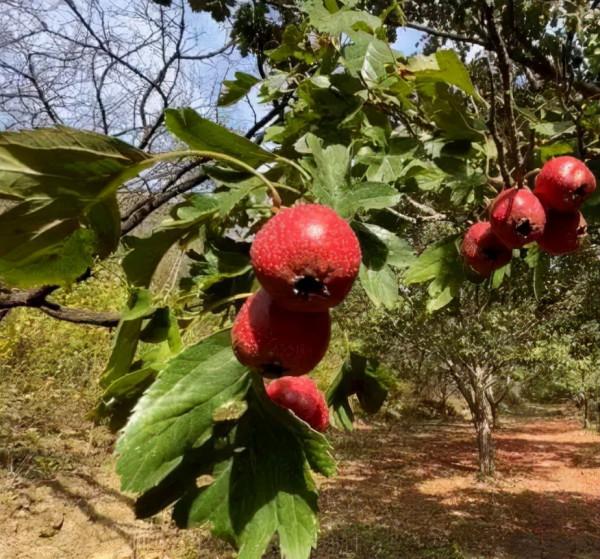 探尋京郊大莊科：香草香、山楂紅、慈孝文化更盛行
