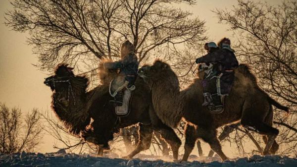 稀少的食草動物駱駝 稀少的食草動物駱駝
