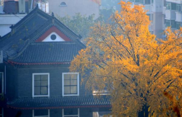 小雪節氣陶醉在迷人的銀杏黃中