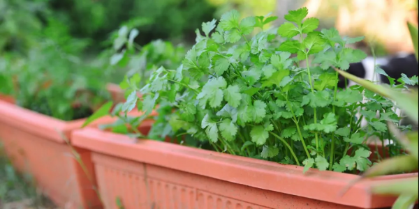 都在喊種菜，這幾種蔬菜一個月就能採收，陽臺也能種