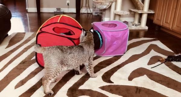 秘魯女子的寵物&quot;狗&quot;總獵殺鄰居家雞鴨，長大一看，這不是狐狸嗎？