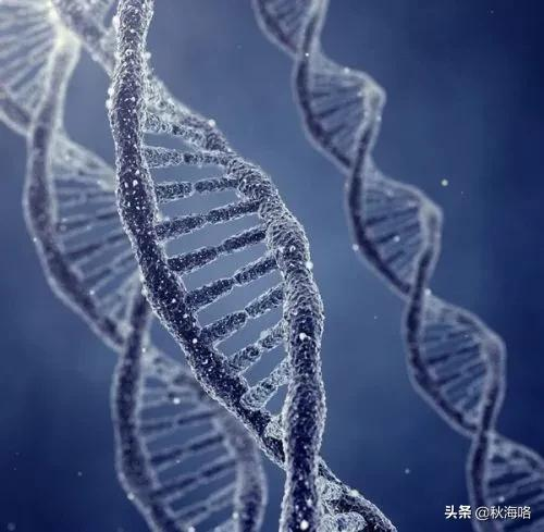 我們一起來了解，DNA的發現