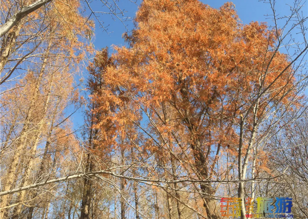 唯美浪漫！京城這個公園的水杉還紅著，錯過等明年~【送年票】
