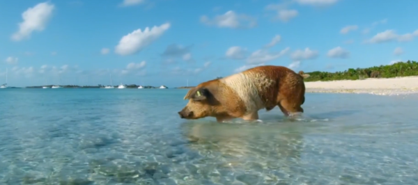 豬不僅聰明,還比獵豹跑得快,法國人發財都得靠豬鼻子 豬不僅聰明,還比獵豹跑得快,法國人發財都得靠豬鼻子