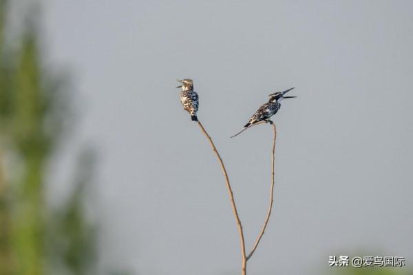 旗艦超越期待，春曉索尼Alpha 1試用體驗