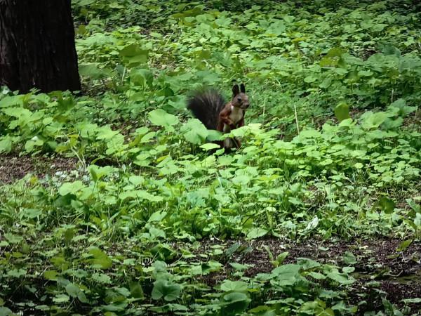 天壇公園的小松鼠 天壇公園的小松鼠