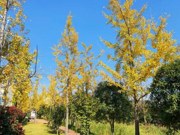 楓葉紅、銀杏黃……這個季節的瑞安，美得藏不住了