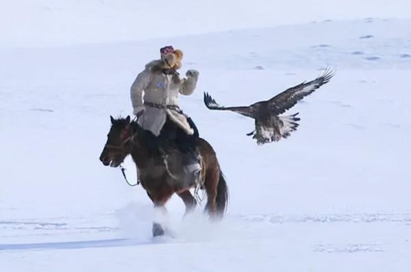 萬鷹之神——海東青 萬鷹之神——海東青