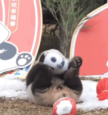 熊貓寶寶與冰墩墩同框！網友：連熊貓寶寶都實現一熊一墩了，我呢？