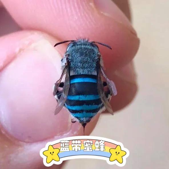 一抹藍色的小幽靈 一抹藍色的小幽靈