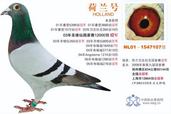 鴿王多數都是雜交鴿
