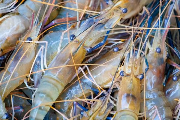 羅氏蝦、基圍蝦、明蝦有啥區別？口感差很多，建議弄明白再買