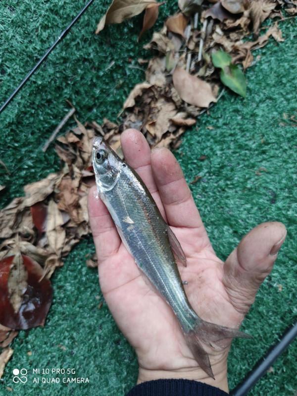 陰雨天氣果然魚口好