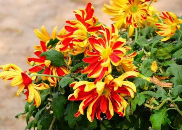 陶淵明陶公的菊意生活