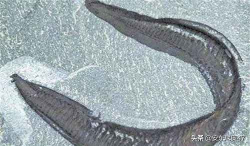 寒武紀生物介紹——皮卡蟲 寒武紀生物介紹——皮卡蟲