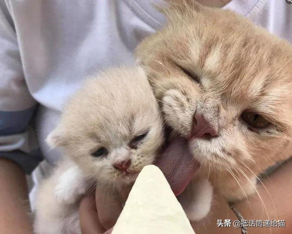 為啥叫貓“主子”？看了他的臉你就明白了