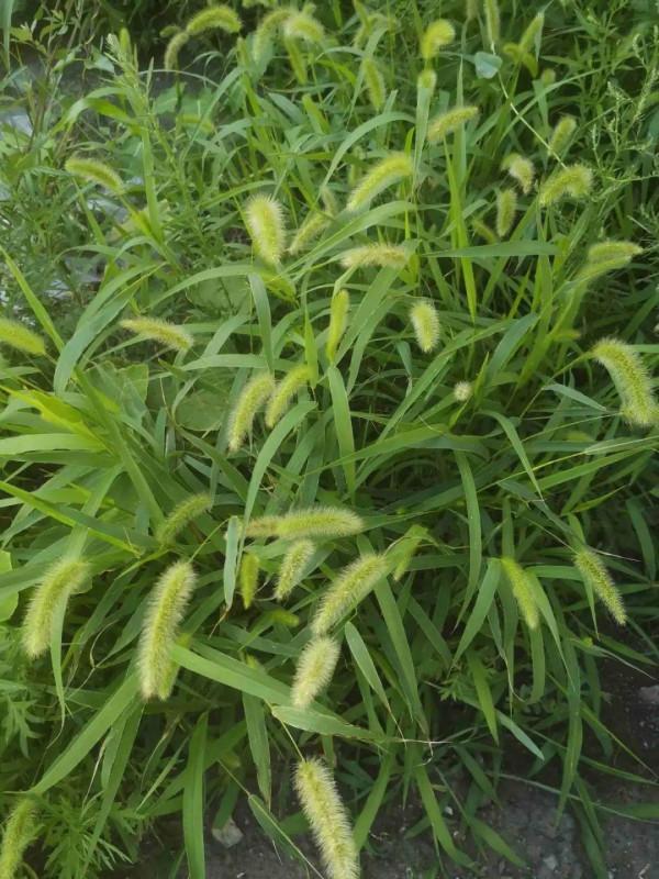 路邊的蒲公英，比拳頭還大，太可愛了