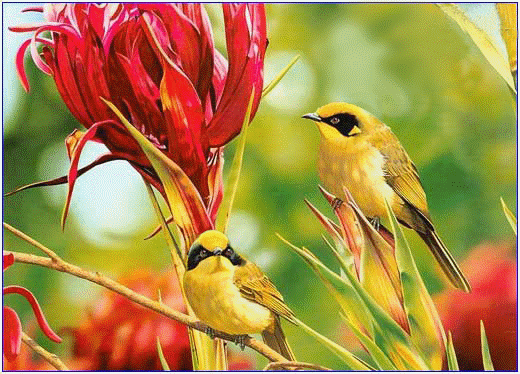 分享圖片——鳥戀花 兒