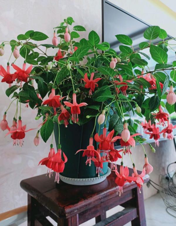 16種耐陰花，就算陽光不足，也能年年生長、開花