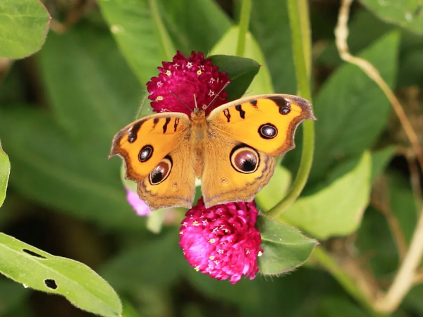 【探索】又到賞蝶季,你知道上海的常見本土蝴蝶有哪些嗎?奉上攻略→ 【探索】又到賞蝶季,你知道上海的常見本土蝴蝶有哪些嗎?奉上攻略→