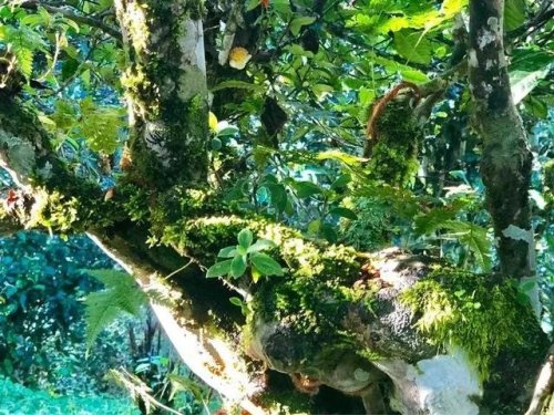 「普洱茶山行」乾貨分享賀開古樹普洱茶蘭香撲面何處來? 「普洱茶山行」乾貨分享賀開古樹普洱茶蘭香撲面何處來?