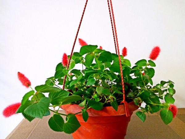 貓尾紅~別稱:歲歲(穗穗)紅,紅紅火火 貓尾紅~別稱:歲歲(穗穗)紅,紅紅火火