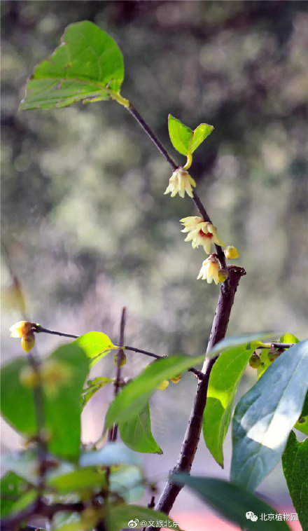 暗香浮動,北京植物園蠟梅初開 暗香浮動,北京植物園蠟梅初開