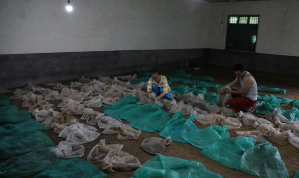 中國第一蛇村！浙江湖州村民飼養300萬條蛇，難道不怕被蛇咬嗎？