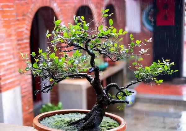 《天下第一奇書:智囊大全集》(十七)作者:馮夢龍 《天下第一奇書:智囊大全集》(十七)作者:馮夢龍