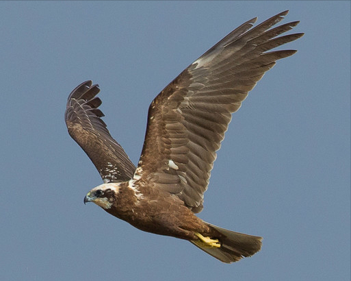 東江攬勝:收集常見鳥類圖譜之猛禽篇,攝鳥人自留地,建議收藏 東江攬勝:收集常見鳥類圖譜之猛禽篇,攝鳥人自留地,建議收藏