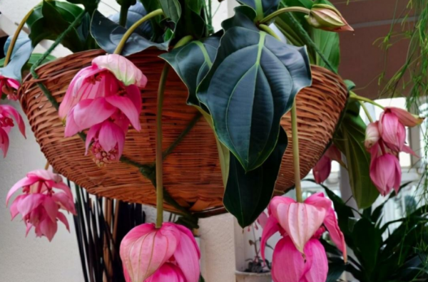 3年前寶蓮花又被稱為“貴婦花”，價格高、顏好，如今1盆不過百