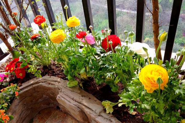 抓住4點盆栽花毛茛，秋天入手，冬日就能花開繽紛多彩