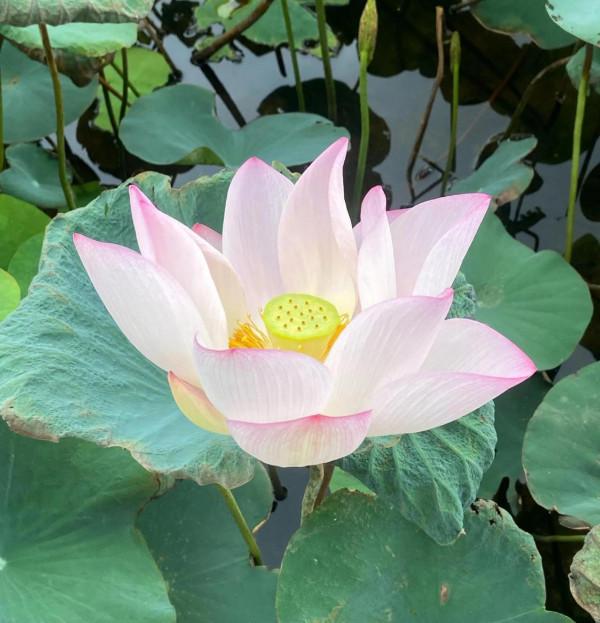 如蓮一般，堅守本真，淡看浮華&period;&period;&period;&period;&period;&period;